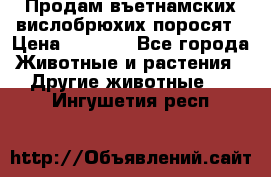 Продам въетнамских вислобрюхих поросят › Цена ­ 2 500 - Все города Животные и растения » Другие животные   . Ингушетия респ.